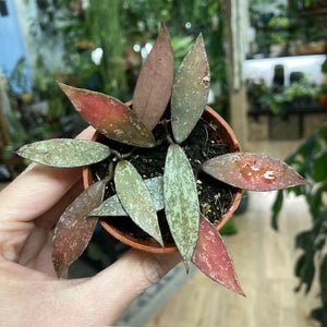 Hoya lacunosa "Laos"