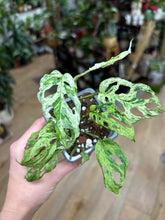 Kép betöltése a galériamegjelenítőbe: Monstera "Frozen freckles" 7cm
