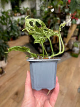 Kép betöltése a galériamegjelenítőbe: Monstera "Frozen freckles" 7cm
