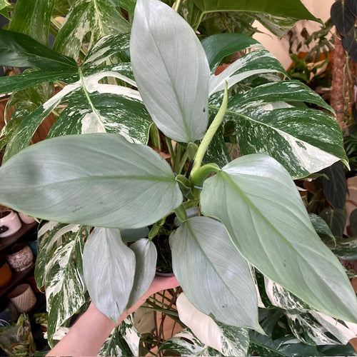 Philodendron hastatum 