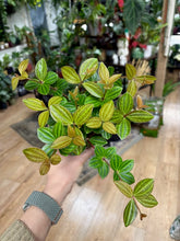 Kép betöltése a galériamegjelenítőbe: Peperomia angulata "Rocca verde" 11cm - Törpebors
