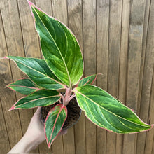 Kép betöltése a galériamegjelenítőbe: Aglaonema &quot;Jungle shadows&quot; - Rákvirág - Chinese Evergreen - Tropical Home 
