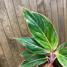 Kép betöltése a galériamegjelenítőbe: Aglaonema &quot;Jungle shadows&quot; - Rákvirág - Chinese Evergreen - Tropical Home 
