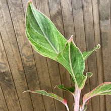 Kép betöltése a galériamegjelenítőbe: Aglaonema &quot;Jungle shadows&quot; - Rákvirág - Chinese Evergreen - Tropical Home 
