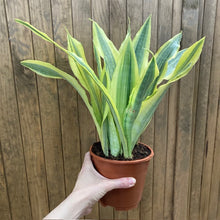 Kép betöltése a galériamegjelenítőbe: Sansevieria trif. &quot;Yellowstone&quot; - Anyósnyelv - Tropical Home 
