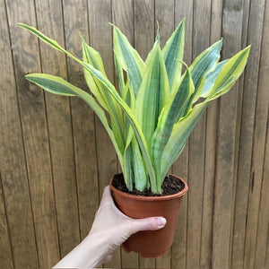 Sansevieria trif. "Yellowstone" - Anyósnyelv - Tropical Home 