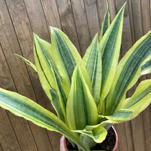 Kép betöltése a galériamegjelenítőbe: Sansevieria trif. &quot;Yellowstone&quot; - Anyósnyelv - Tropical Home 
