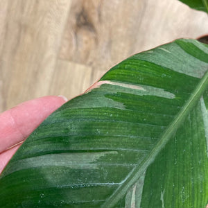 Musa "Nono" pink variegata - Variegated banana