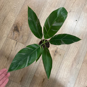 Musa "Nono" pink variegata - Variegated banana