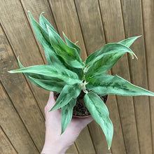 Kép betöltése a galériamegjelenítőbe: Aglaonema &quot;Cutlass&quot; - Rákvirág - Chinese Evergreen - Tropical Home 
