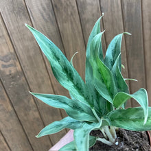 Kép betöltése a galériamegjelenítőbe: Aglaonema &quot;Cutlass&quot; - Rákvirág - Chinese Evergreen - Tropical Home 
