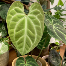 Kép betöltése a galériamegjelenítőbe: Anthurium cf besseae dark - Tropical Home 
