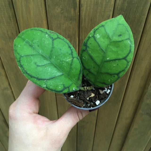 Hoya callistophylla - Tropical Home 