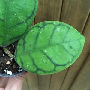 Hoya callistophylla - Tropical Home 