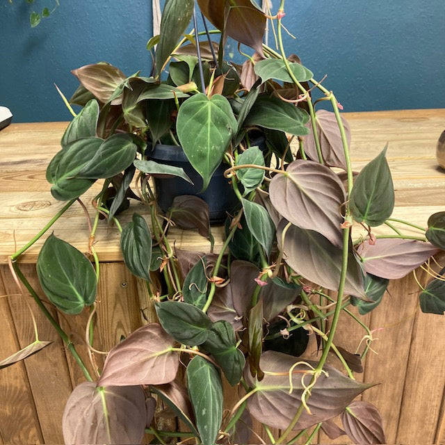 Philodendron hederaceum “Micans
