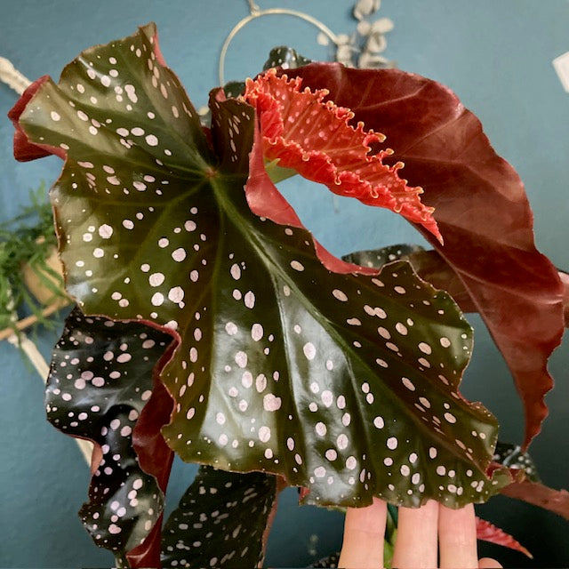 Begonia cracklin rosie - Tropical Home 