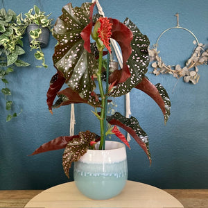 Begonia cracklin rosie - Tropical Home 