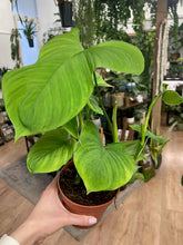 Kép betöltése a galériamegjelenítőbe: Philodendron fibraecataphyllum
