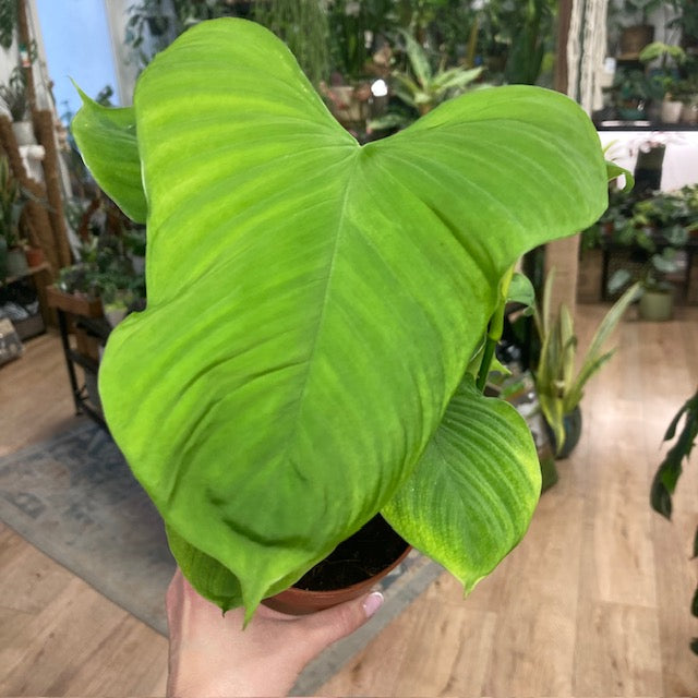 Philodendron fibraecataphyllum