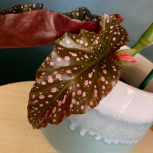 Kép betöltése a galériamegjelenítőbe: Begonia cracklin rosie - Tropical Home 
