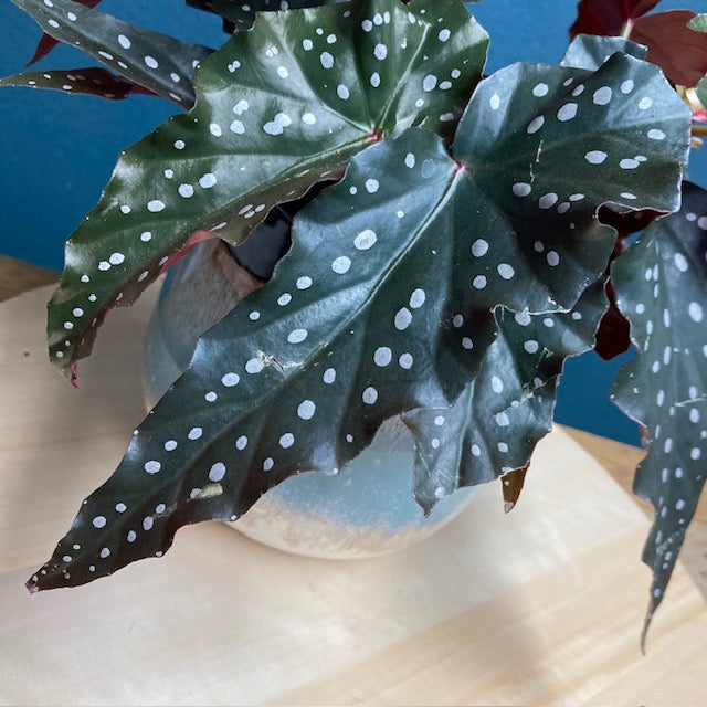 Begonia black forest - Tropical Home 