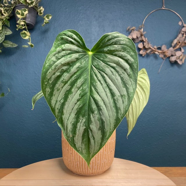 Philodendron mamei - Tropical Home 