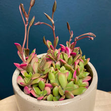 Kép betöltése a galériamegjelenítőbe: Anacampseros rufescens - Sunrise succulent - Tropical Home 
