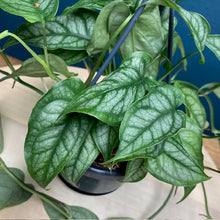 Kép betöltése a galériamegjelenítőbe: Monstera siltepecana - akasztós cserépben - Tropical Home 
