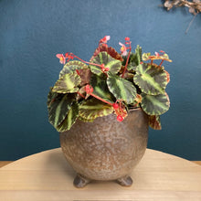 Kép betöltése a galériamegjelenítőbe: Begonia cleopatrae - Tropical Home 
