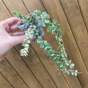 Dischidia ruscifolia "Million hearts" variegata