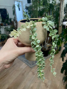 Dischidia ruscifolia "Million hearts" variegata