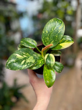 Kép betöltése a galériamegjelenítőbe: Philodendron "Green congo" hibrid - Tropical Home 
