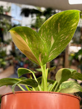 Kép betöltése a galériamegjelenítőbe: Philodendron "Green congo" hibrid - Tropical Home 
