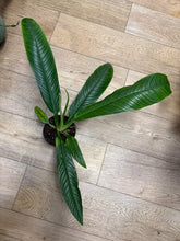 Kép betöltése a galériamegjelenítőbe: Philodendron campii lynette - Tropical Home 
