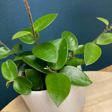 Kép betöltése a galériamegjelenítőbe: Hoya cv Chouke - Viaszvirág - Wax plant - Két méretben - Tropical Home 

