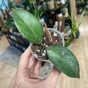 Hoya globulifera