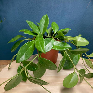 Hoya "Green ghost" - Viaszvirág - Wax plant - Tropical Home 