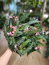 Kép betöltése a galériamegjelenítőbe: Begonia "Silver spot" - ajándékcsomag - Tropical Home 
