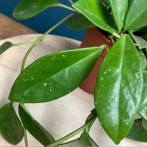 Hoya "Green ghost" - Viaszvirág - Wax plant - Tropical Home 