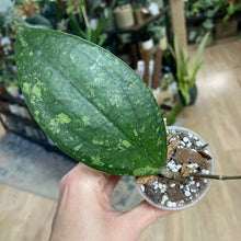 Kép betöltése a galériamegjelenítőbe: Hoya aff. vitellina - Tropical Home 
