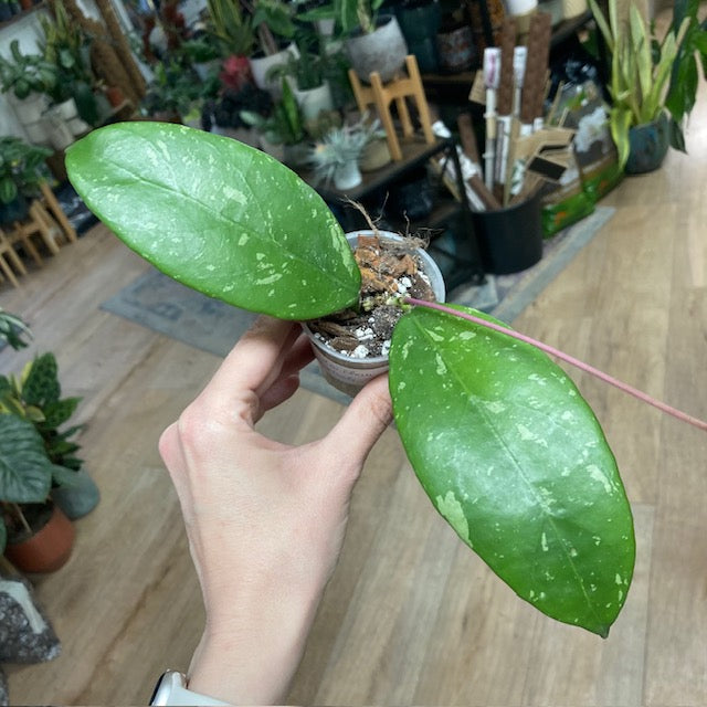 Hoya sp. 