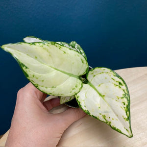 Aglaonema "Snowflake" - Rákvirág - Chinese Evergreen - Tropical Home 