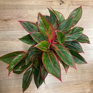 Aglaonema "Crete" - Rákvirág - Chinese Evergreen