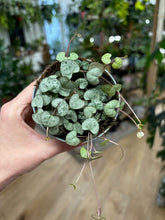 Kép betöltése a galériamegjelenítőbe: Ceropegia woodii - Ámpolna gyertyavirág - String of hearts - Tropical Home 
