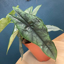 Kép betöltése a galériamegjelenítőbe: Alocasia heterophylla &quot;Dragon&#39;s breath&quot; - Több méretben - Tropical Home 
