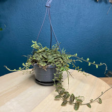 Kép betöltése a galériamegjelenítőbe: Solanum evolvulifolium - Tropical Home 
