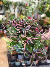 Kép betöltése a galériamegjelenítőbe: Hoya carnosa "Flamingo dream" 6cm - Húsos viaszvirág - Tropical Home 
