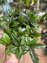 Kép betöltése a galériamegjelenítőbe: Hoya erythrina - Tropical Home 
