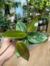 Kép betöltése a galériamegjelenítőbe: Hoya vangviengiensis 6cm - Tropical Home 
