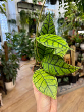 Kép betöltése a galériamegjelenítőbe: Hoya callistophylla 6cm - Tropical Home 
